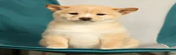 Shiba Inu dogs for sale: Kayla - Ad 9