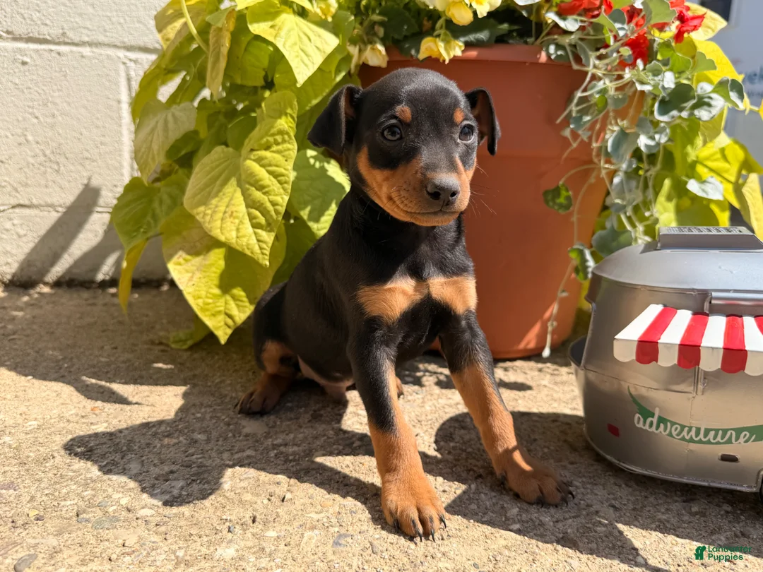 Miniature Pinscher dogs for sale: Jalepeno  - Ad 5