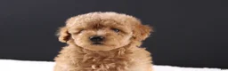 Shihpoo dogs for sale: Milo - Ad 11