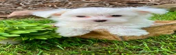 Maltese dogs for sale: Murphy - Ad 3