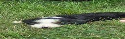 Bernedoodle dogs for sale: Bernedoodle Blue - Ad 3