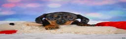 Miniature Dachshund dogs for sale: Clovas - Ad 5