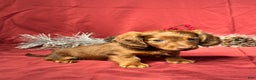 Miniature Dachshund dogs for sale: Theo - Ad 2