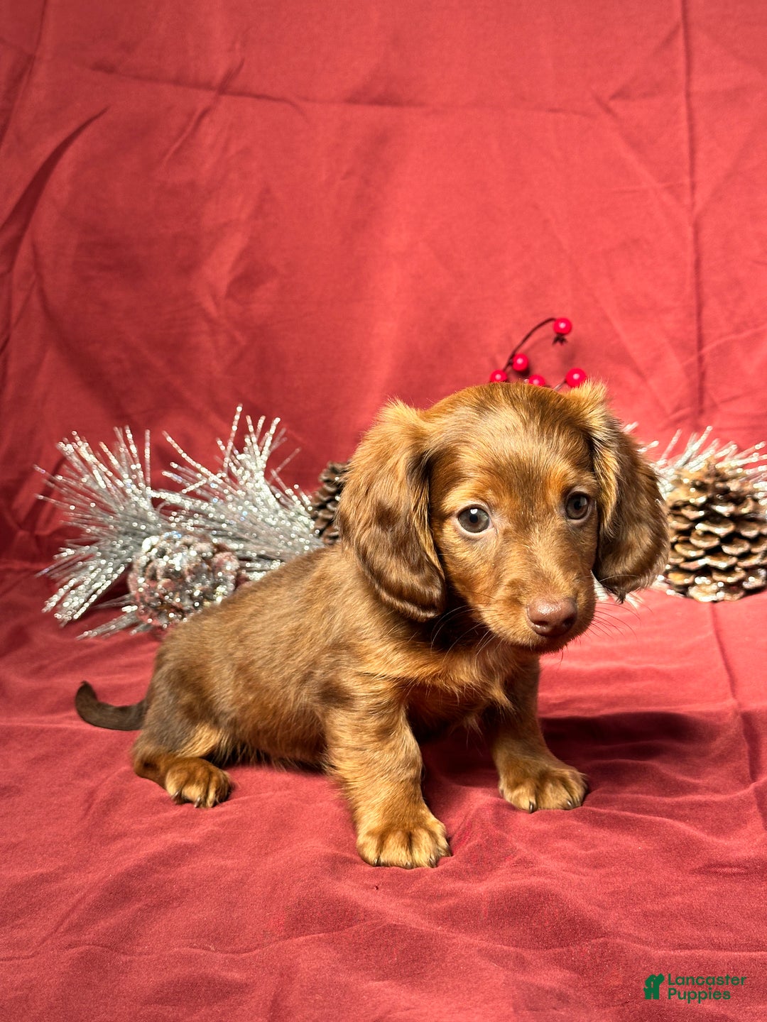 Miniature Dachshund dogs for sale: Theo - Ad 2
