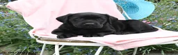 Labrador Retriever dogs for sale: Macey - Ad 4