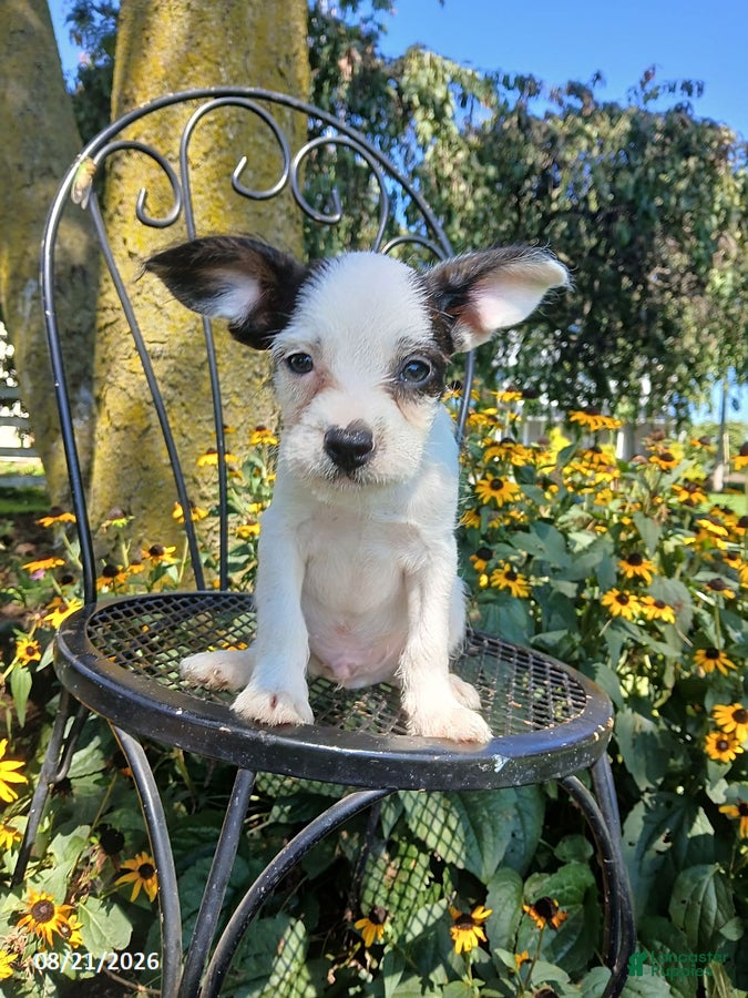 Mixed Breed dogs for sale: Rover - Ad 3