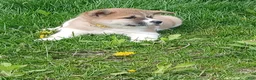 Akita dogs for sale:  Ginko - Ad 8