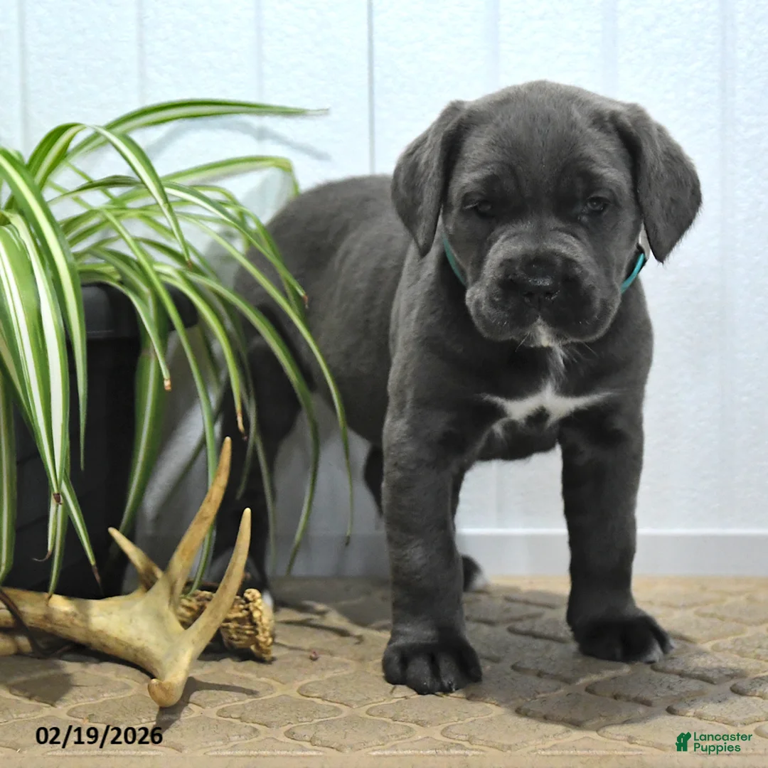 Cane Corso dogs for sale: Gem  - Ad 3