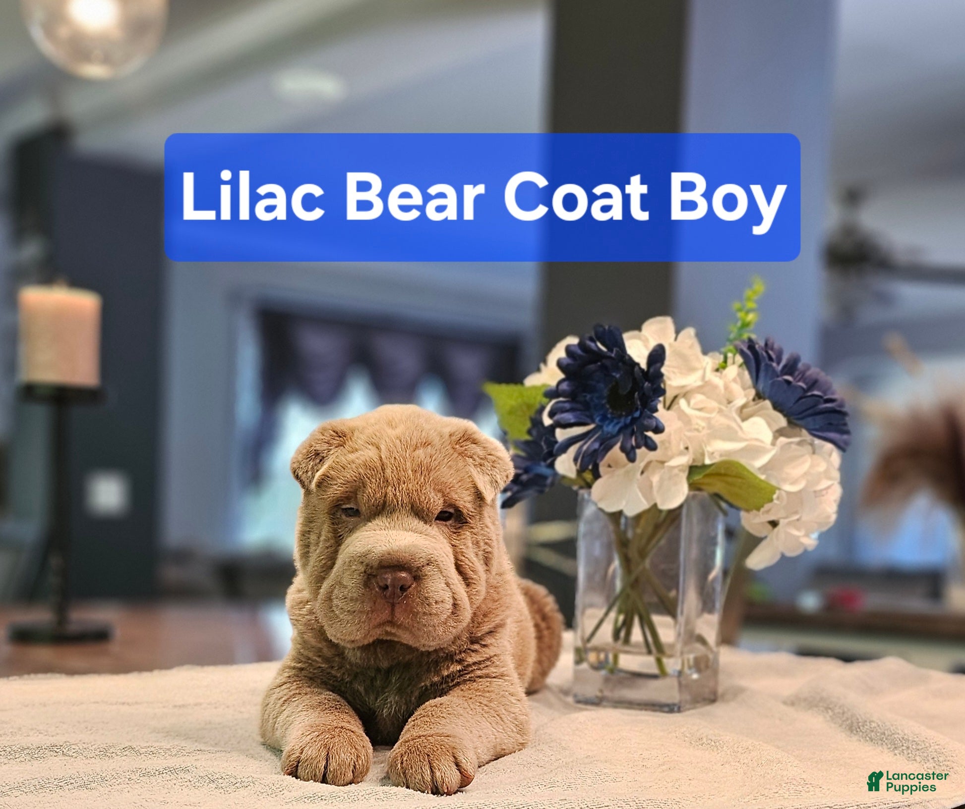 Bear Coat Shar Shar Pei Plush Chinese Shar-Pei Dog Breed Health