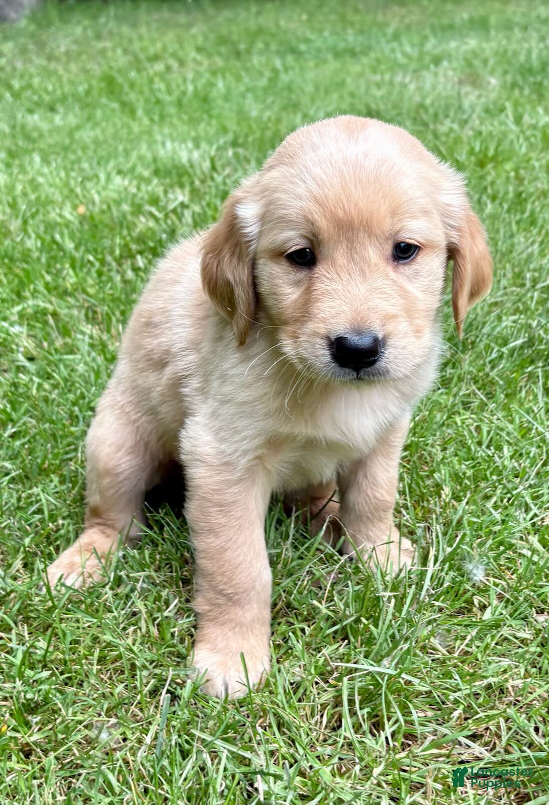 Golden Retriever dogs Golden Retriever 1 - Ad 2