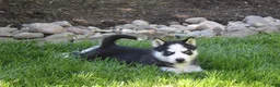 Siberian Husky dogs for sale: Misha - Ad 4