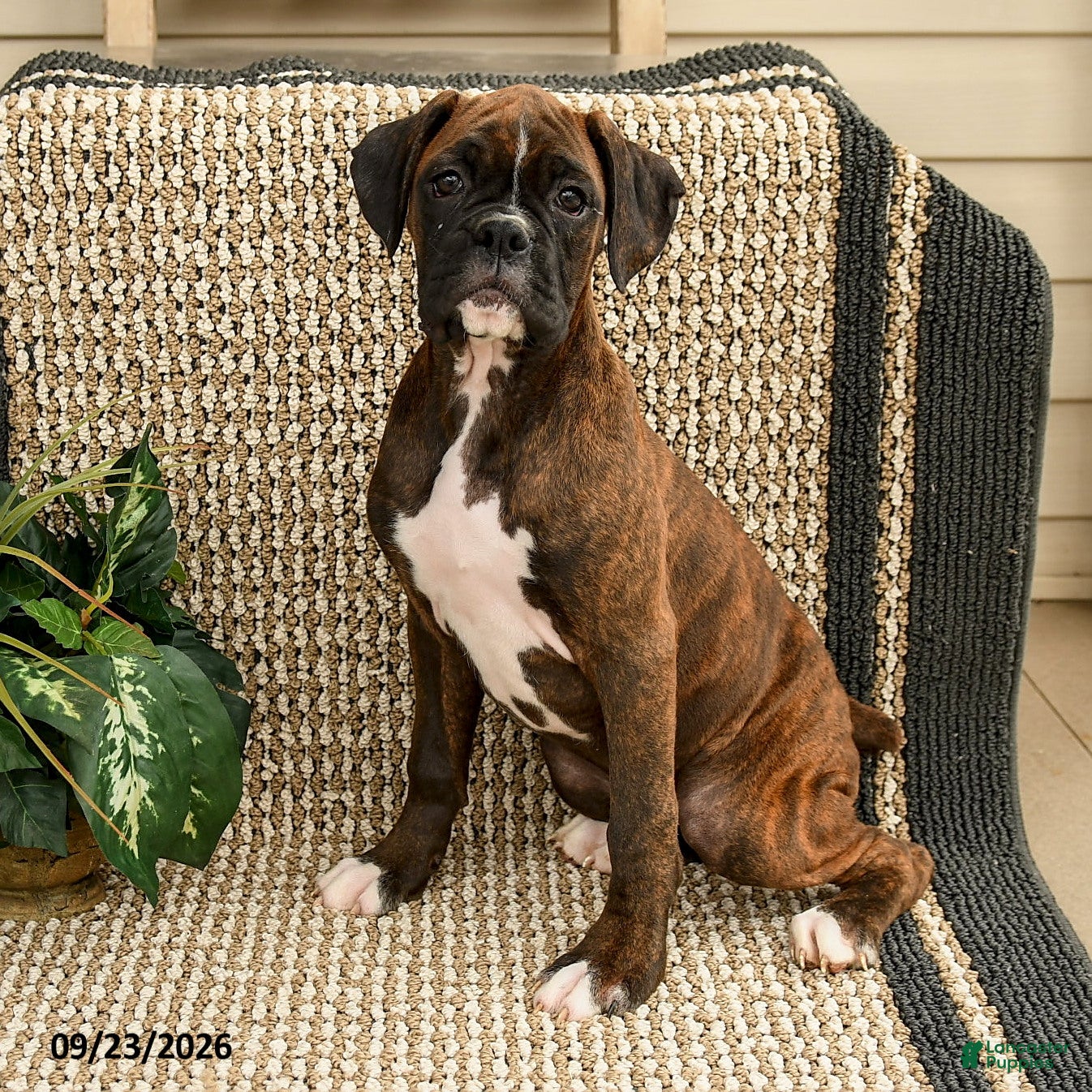 Boxer dogs Brittany - Ad 1