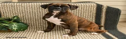 Boxer dogs for sale: Brittany - Ad 1