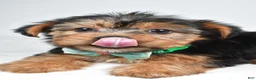 Yorkshire Terrier dogs for sale: Dolly - Ad 4