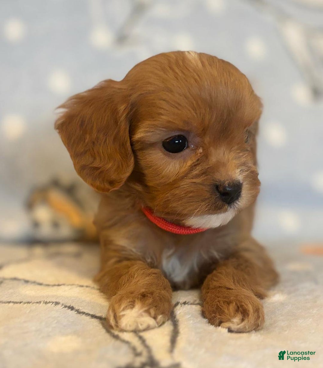 Cavapoo dogs for sale: Bill - Ad 6