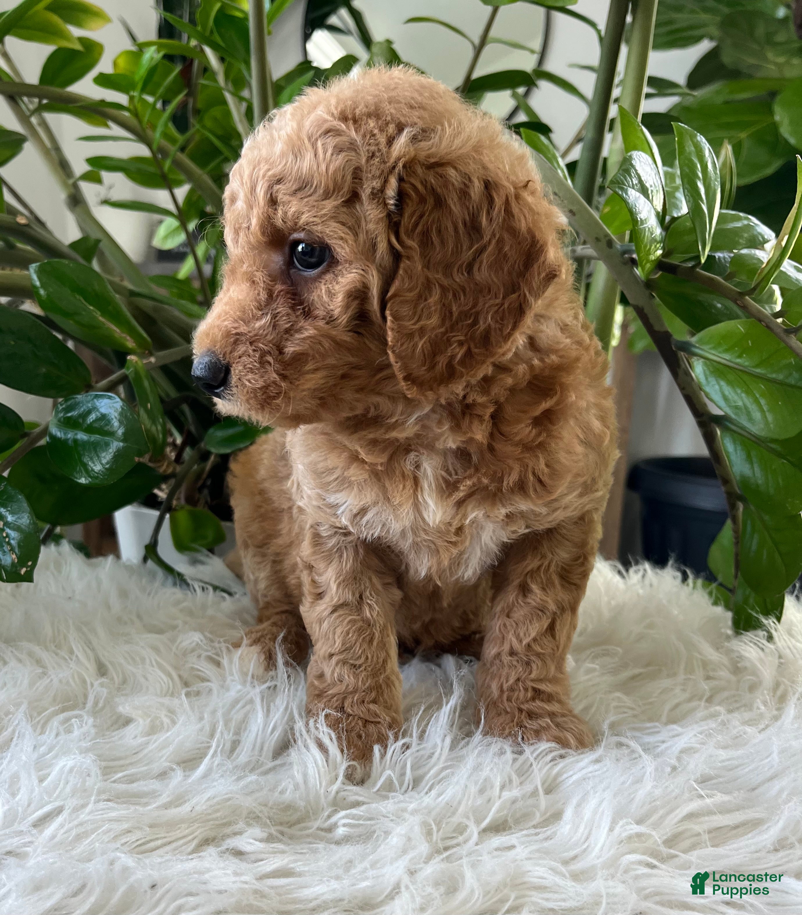 Mini Goldendoodle dogs Chief  - Ad 2