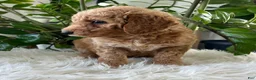 Mini Goldendoodle dogs for sale: Chief  - Ad 2