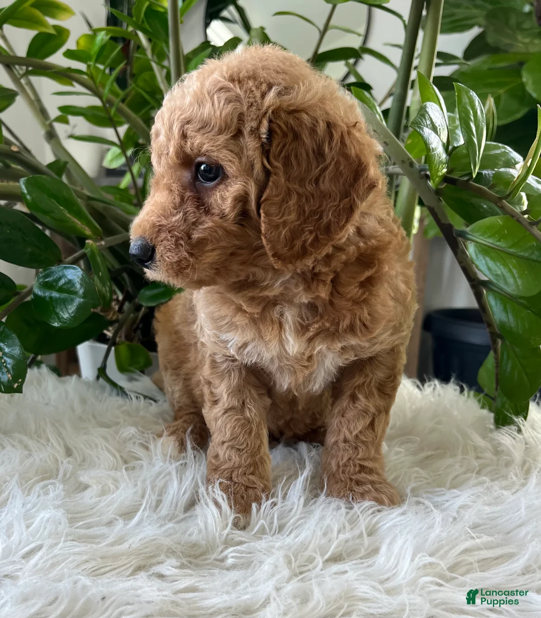 Mini Goldendoodle dogs for sale: Chief  - Ad 2