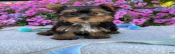 Yorkshire Terrier dogs for sale: Indie - Ad 3
