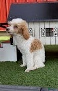 Miniature Poodle dogs Graham Miniature Poodle Puppy  - Ad 2