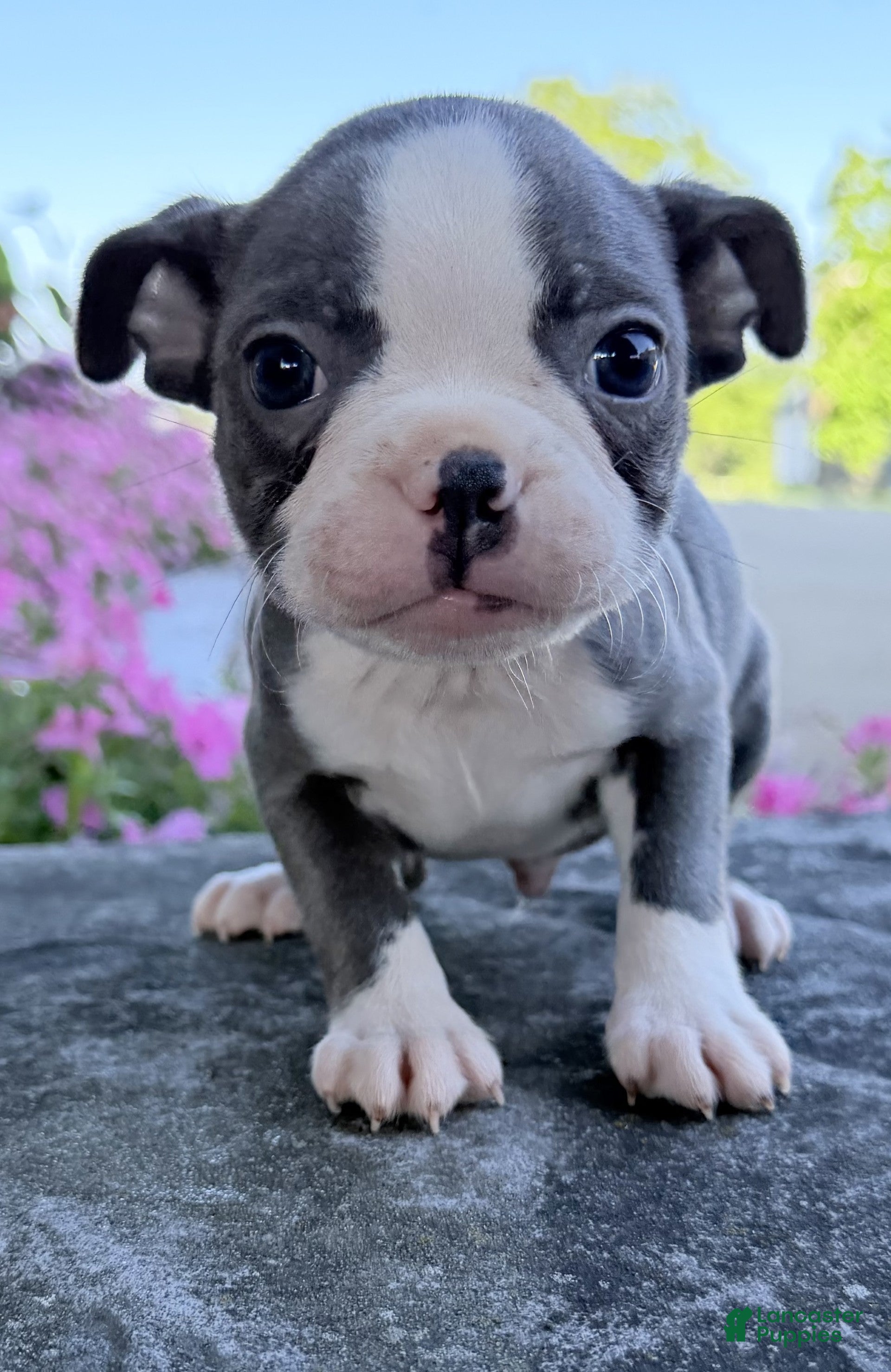 Boston Terrier dogs Duke - Ad 2