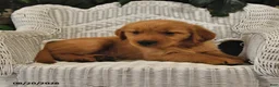 Golden Retriever dogs for sale: Brock - Ad 3