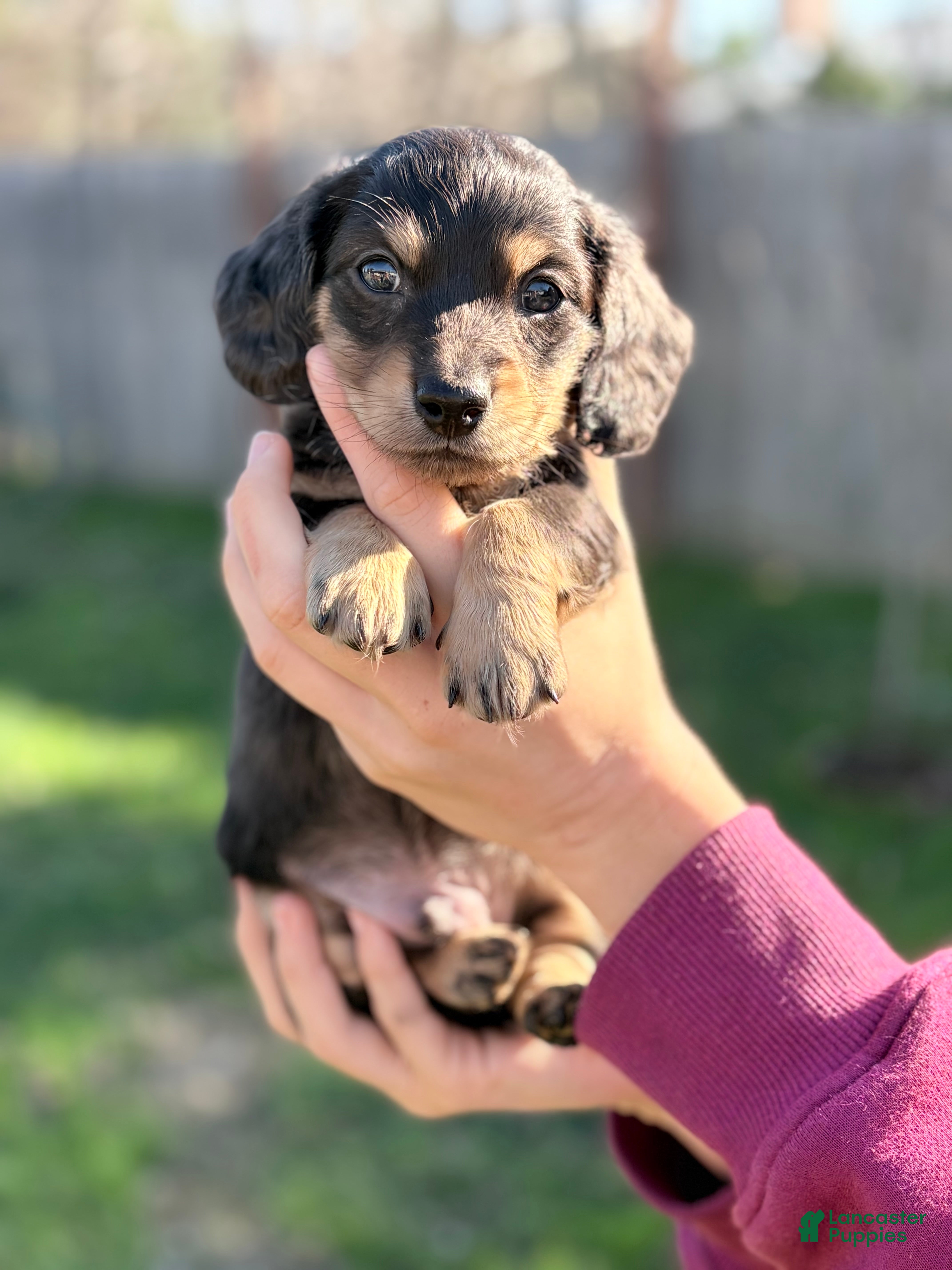 Miniature Dachshund dogs Miniature Dachshund Puppy 2 - Ad 29