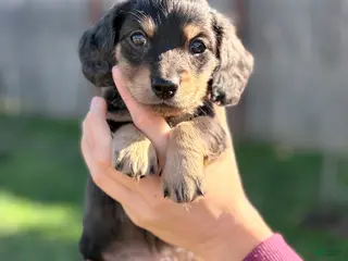 Miniature Dachshund dogs Miniature Dachshund Puppy 2 - Ad 29