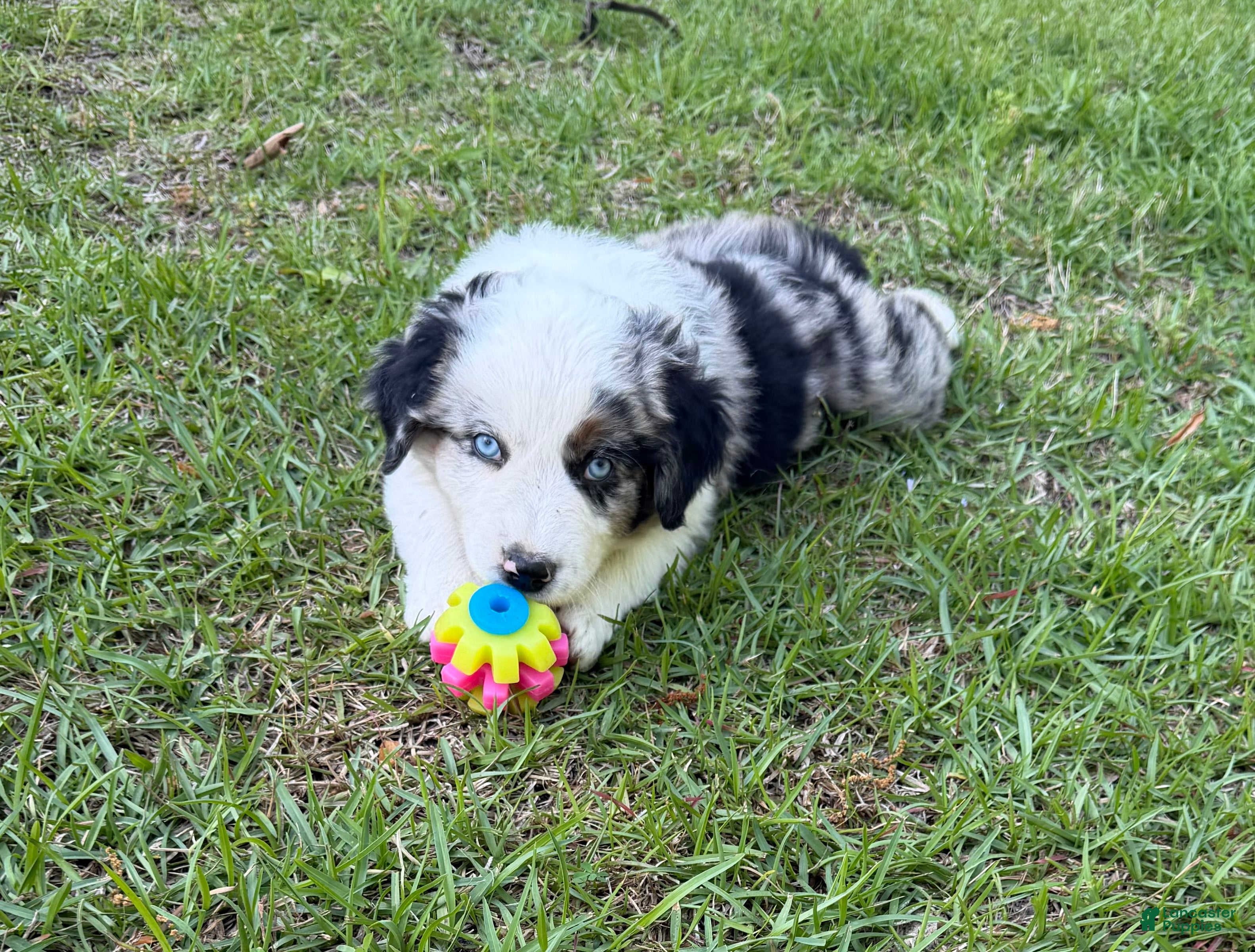 Australian Shepherd dogs Anchor - Ad 2