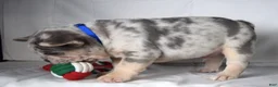 French Bulldog dogs for sale: Tucker - Ad 2