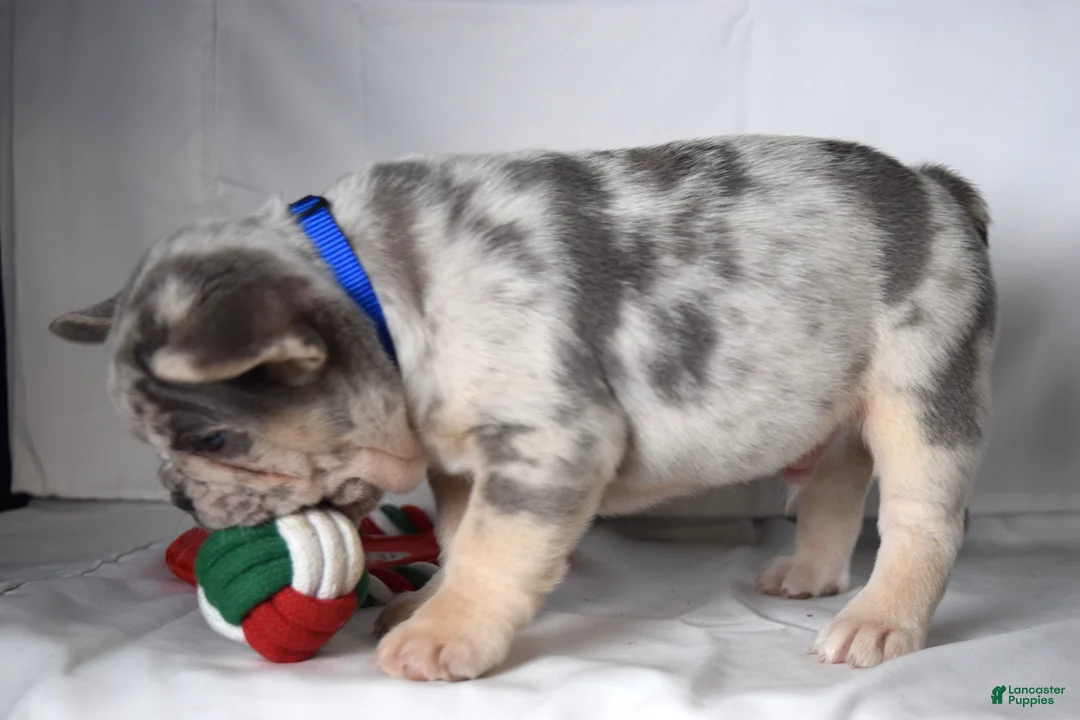 French Bulldog dogs for sale: Tucker - Ad 2