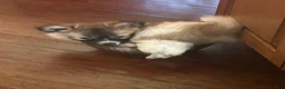 Mixed Breed dogs for sale: Ziggy - Ad 3