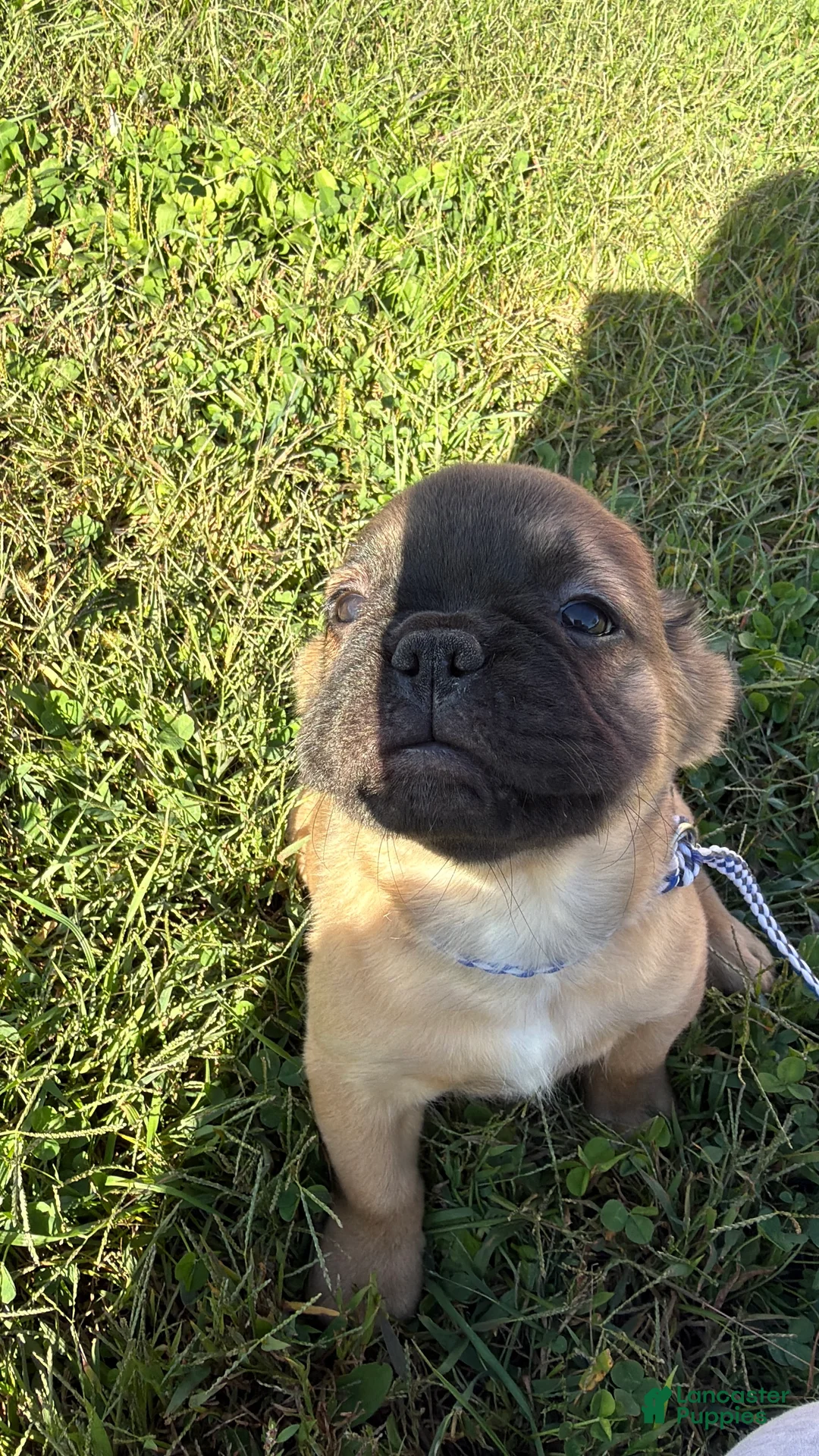 French Bulldog dogs for sale: Frankie FLUFFY - Ad 1