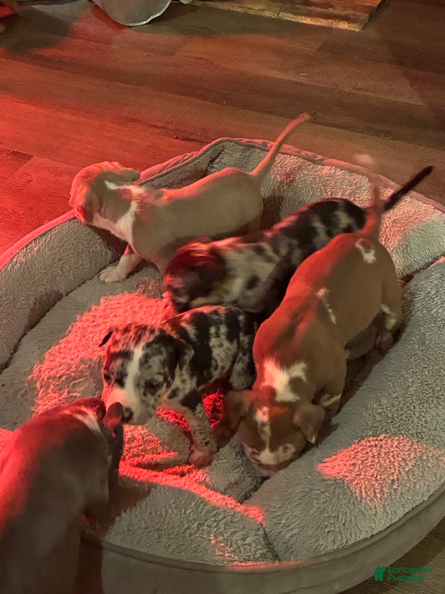 American Bully dogs American Bully 1 - Ad 11