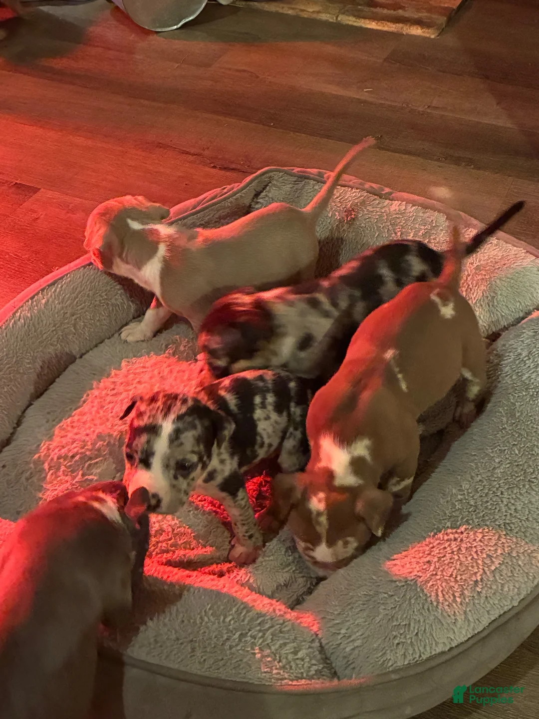 American Bully dogs for sale: American Bully 1 - Ad 1