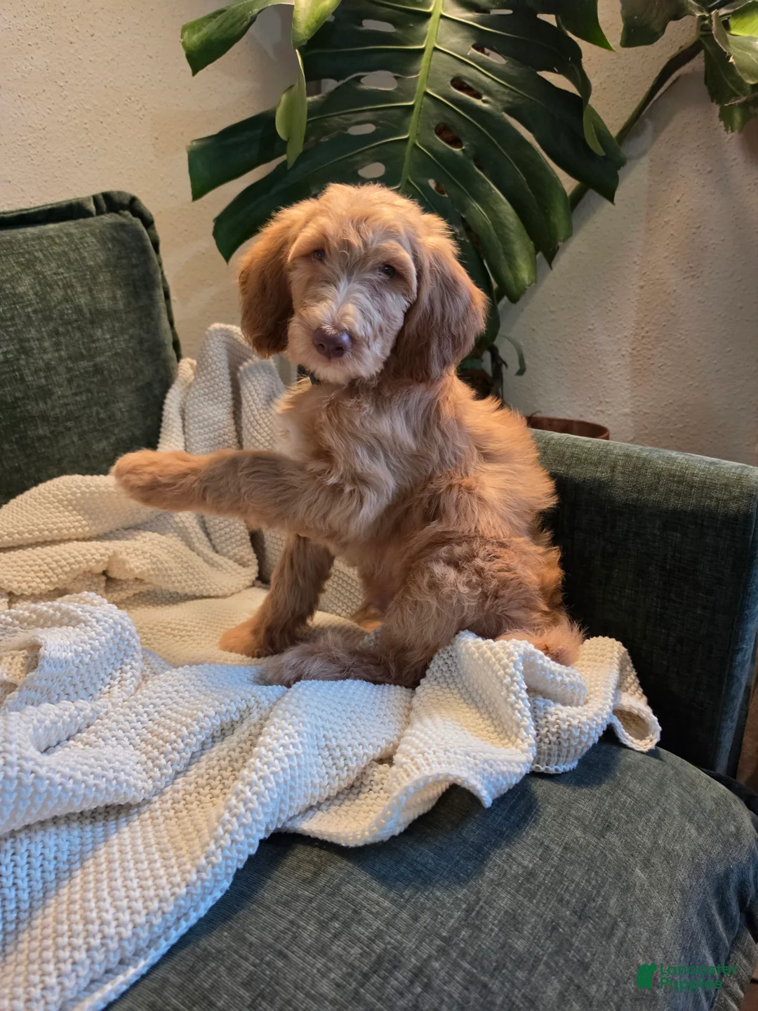 Labradoodle dogs for sale: Robin - Green collar - Ad 2