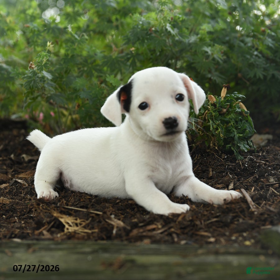 Jack Russell Terrier dogs Terry - Ad 2