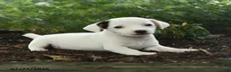 Jack Russell Terrier dogs for sale: Terry - Ad 2