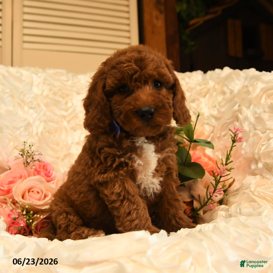 Mini Goldendoodle dogs Gilbert - Ad 1