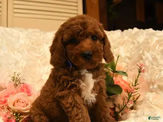 Mini Goldendoodle dogs for sale: Gilbert - Ad 4