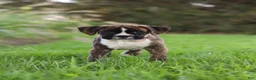 Boxer dogs for sale: Lacy - Ad 8