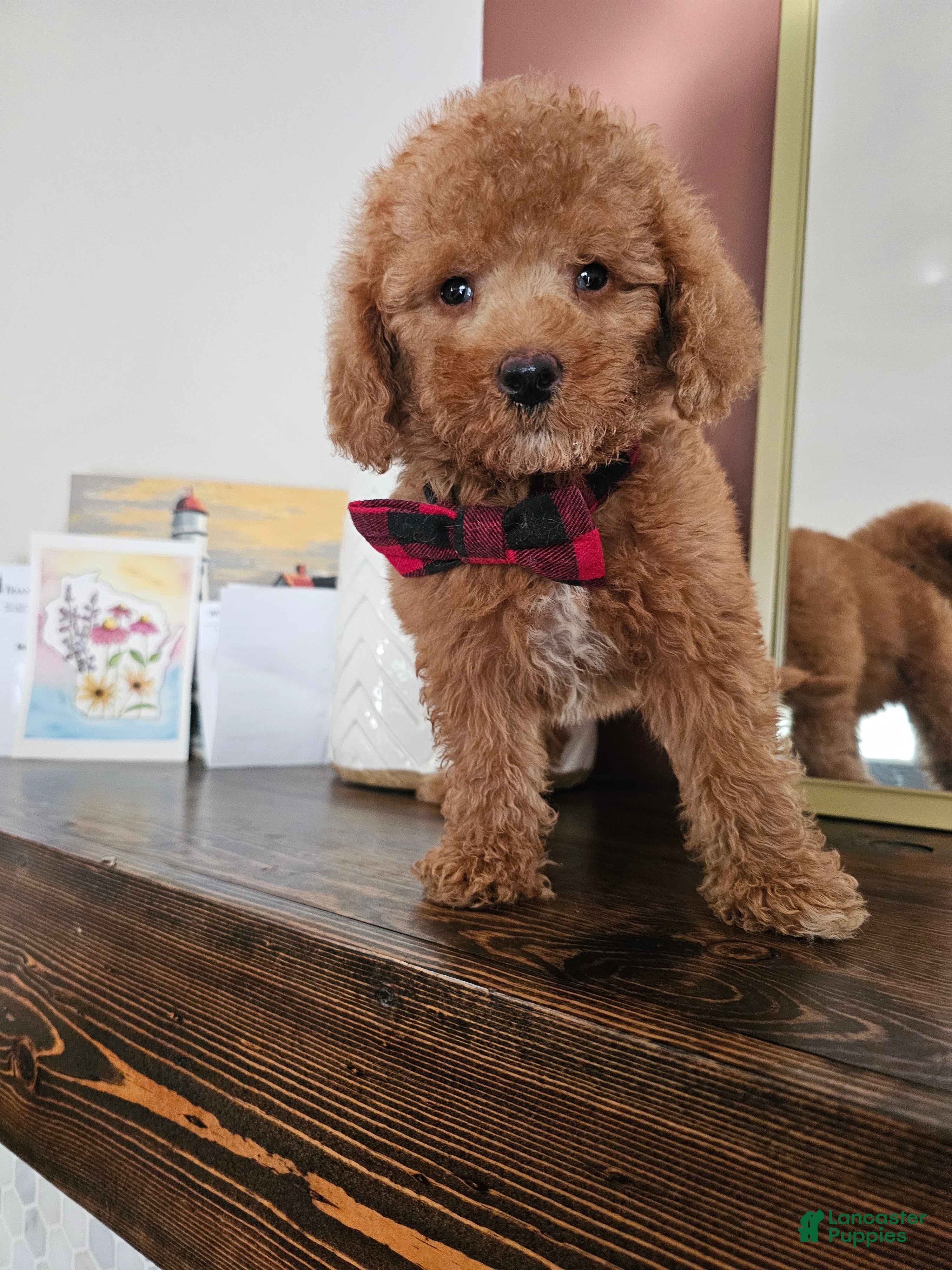 Mini Goldendoodle dogs for sale: Scout - Ad 3