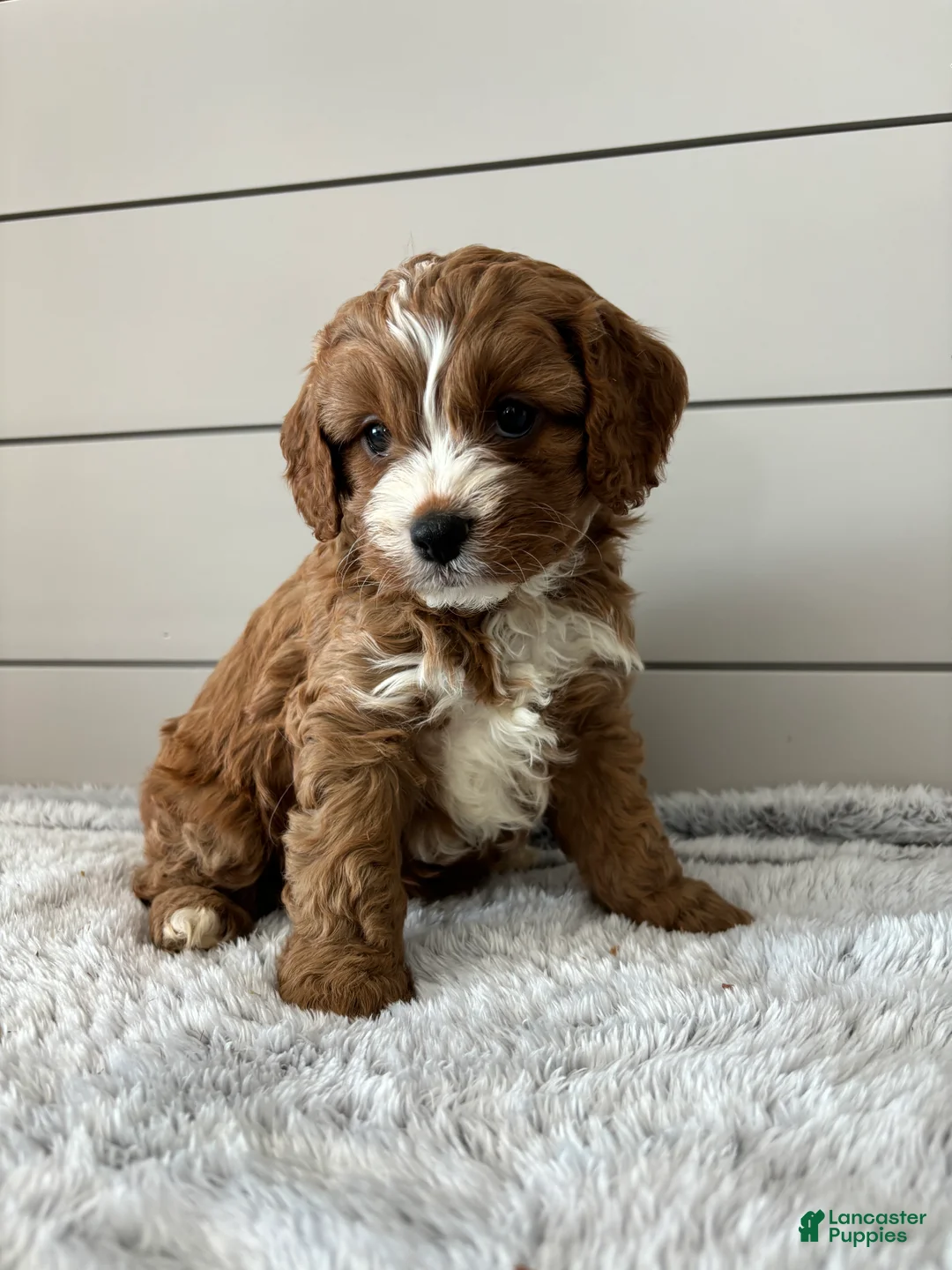 Cavapoo dogs for sale: Sky - Ad 5