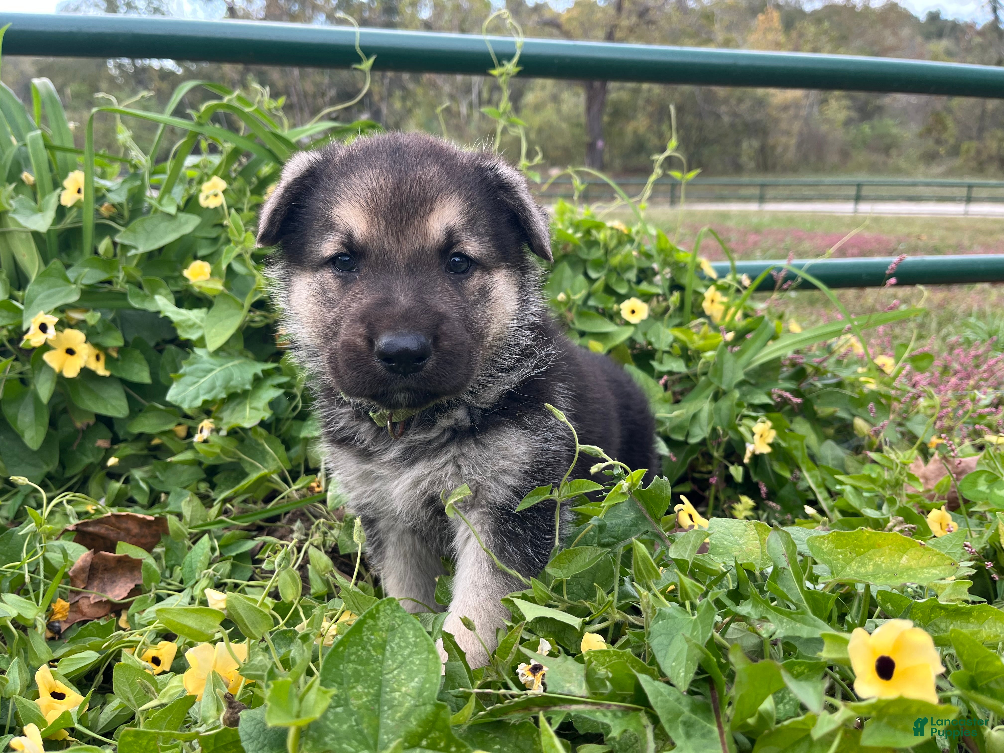 German Shepherd dogs Amethyst  - Ad 40