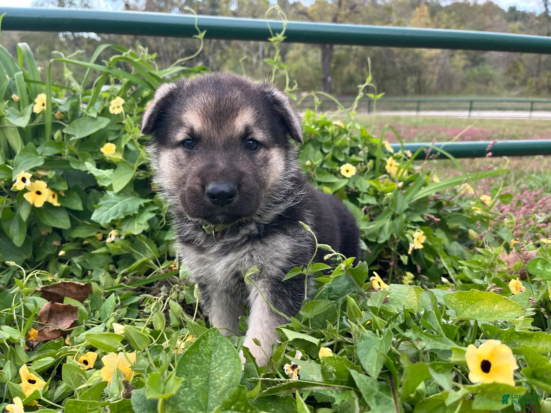 German Shepherd dogs for sale: Amethyst  - Ad 1