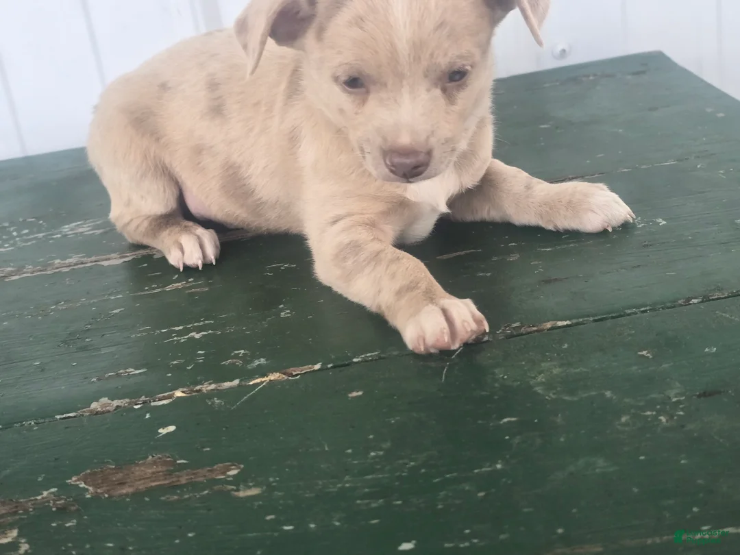Chihuahua dogs for sale: Chihuahua Puppy 1 milty - Ad 1