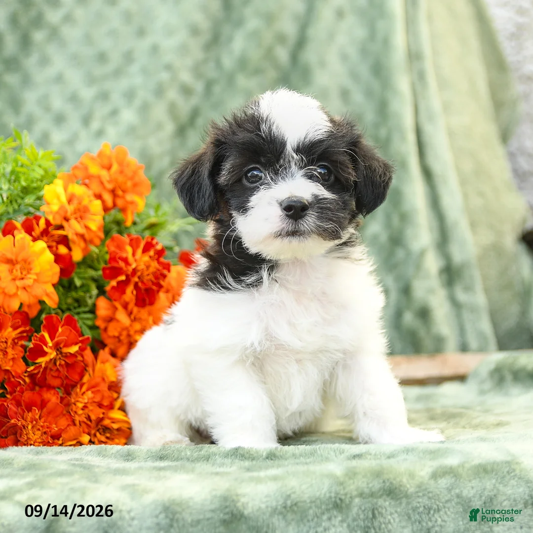 Yochon dogs for sale: Clara - Ad 1
