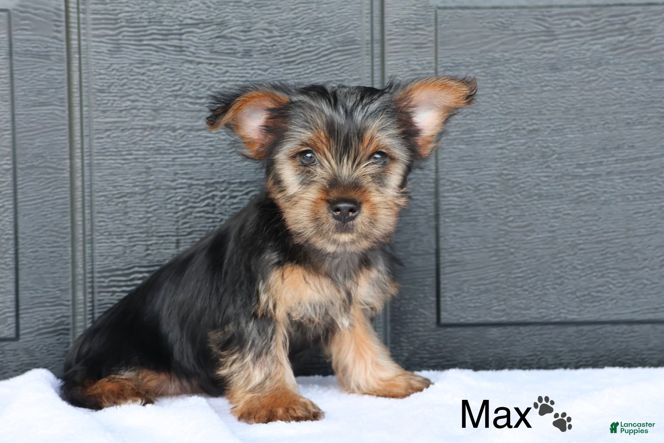 Yorkshire Terrier dogs Max - Ad 2