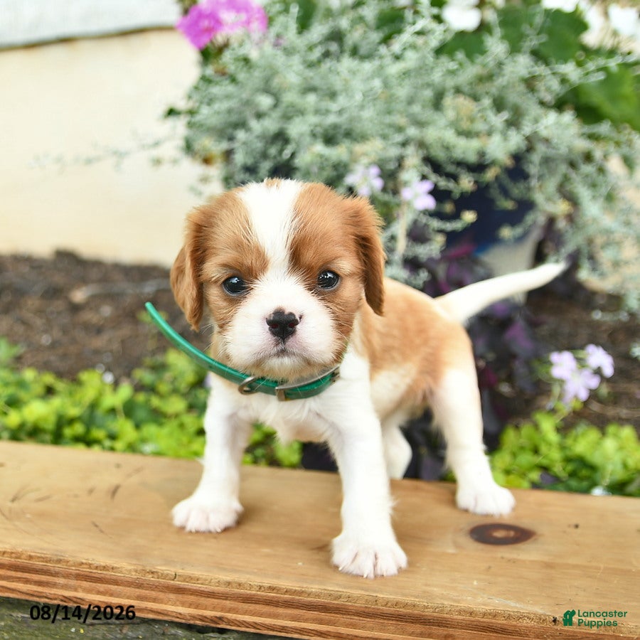 Cavalier King Charles Spaniel dogs Daisy  - Ad 1