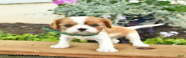 Daisy 
